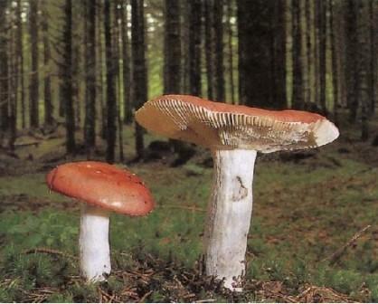   Russula decolorans